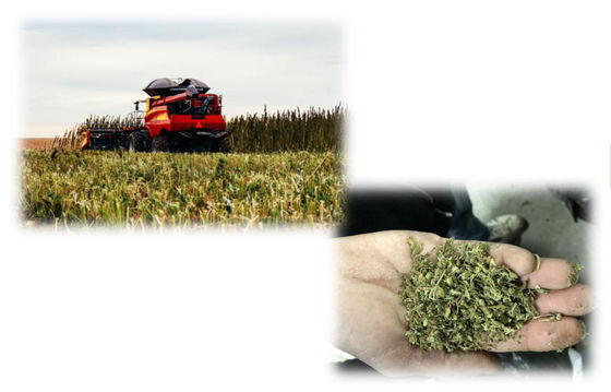 THC 적출 CBD 적출 기계, 소규모 CBD 적출 장비
